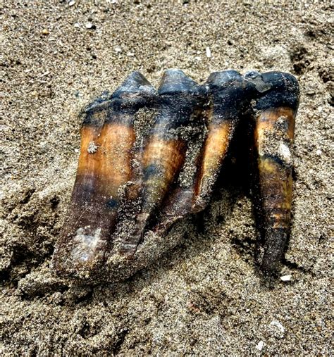 Ice Age mastodon tooth recovered in Santa Cruz County, museum officials say
